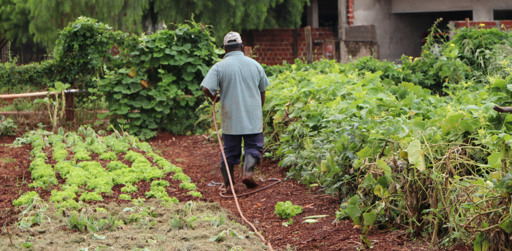 Hortas Comunitárias começam a receber melhorias